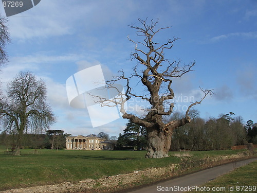 Image of Dead Tree