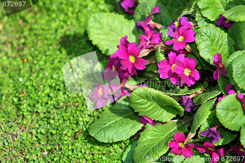 Image of Purple flowers