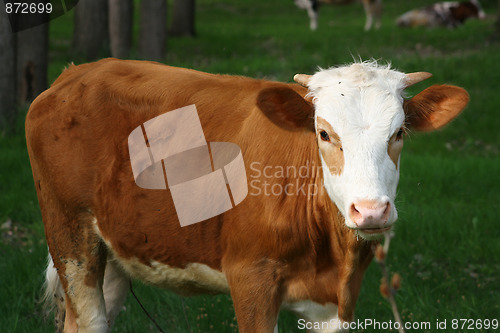 Image of Cow in forest