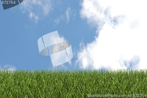 Image of Grass and Sky