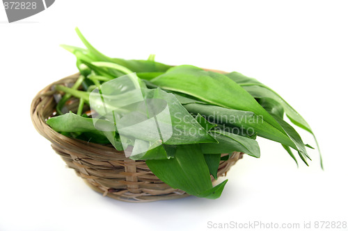 Image of Wild Garlic