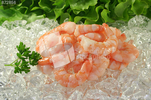 Image of Shrimp