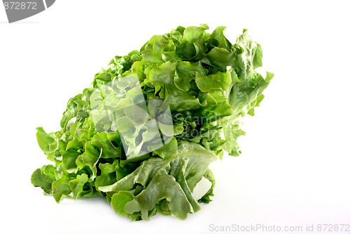 Image of oak leaf lettuce