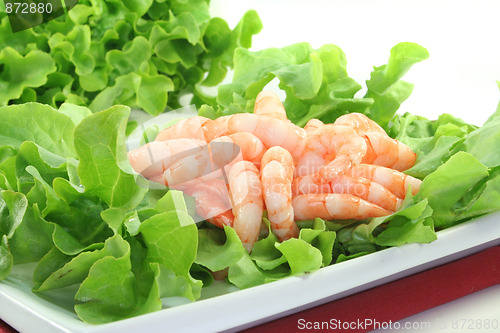 Image of Shrimps