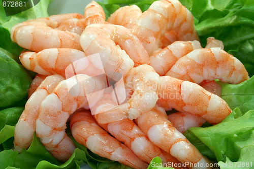 Image of Shrimps