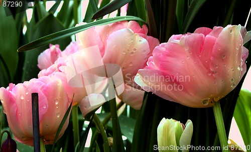Image of wet tulips
