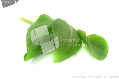 Image of Sorrel