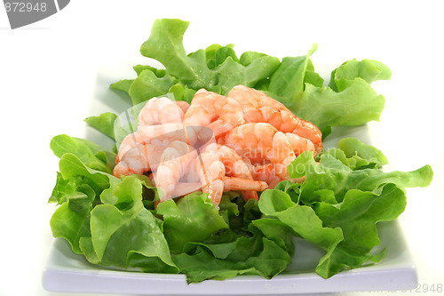 Image of Shrimps