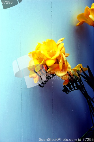 Image of yellow flower