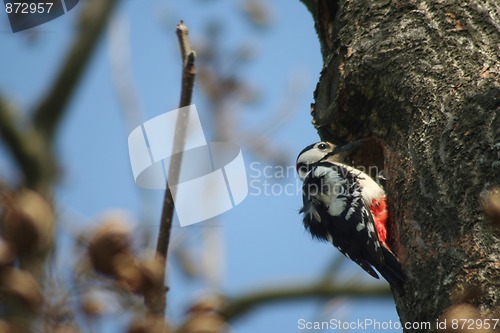 Image of Great Spotted Woodpecker