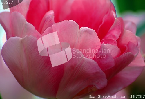 Image of single tulip