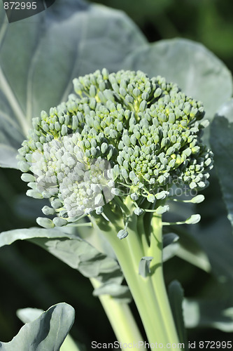 Image of Organic Greenhouse Broccoli