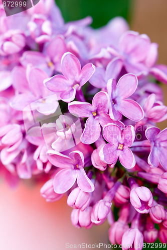 Image of fresh lilac flower