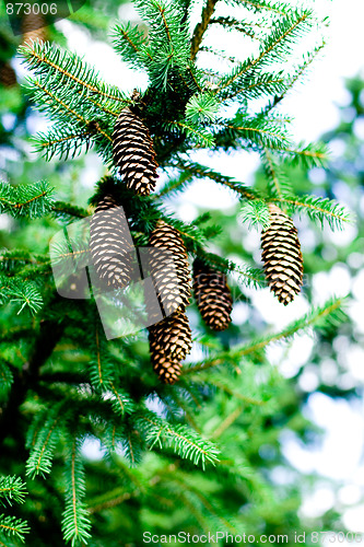 Image of pinecones