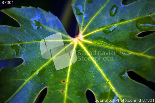 Image of greeen leaf