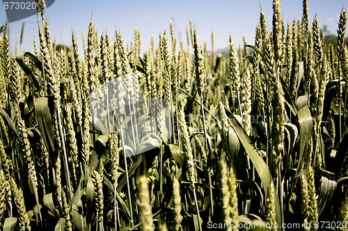 Image of Wheat