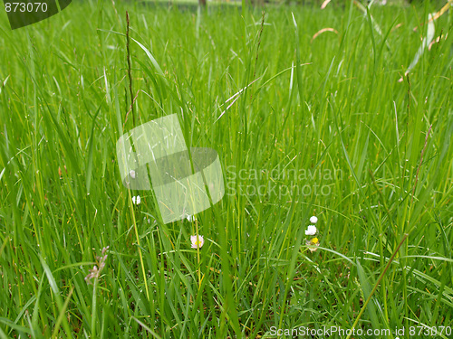 Image of Grass meadow