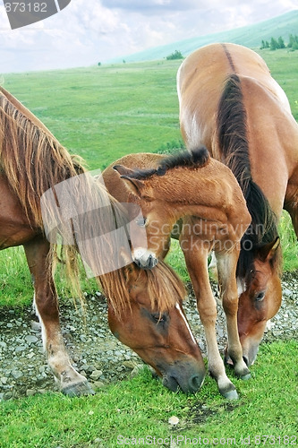 Image of Horses family