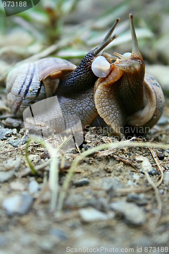 Image of snails