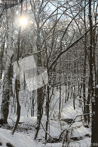 Image of Icy Trees