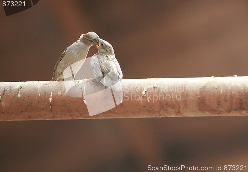 Image of two sparrow