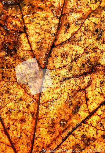 Image of autumn leave. Close up 