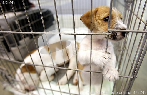 Image of dogs in a cage