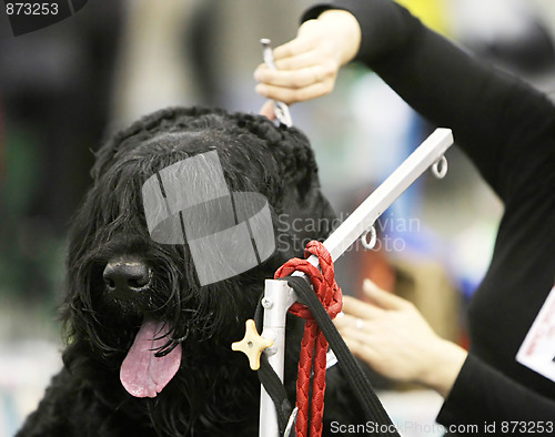 Image of Dog at  a barbershop