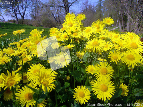Image of Yellow Flowers