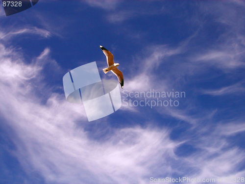 Image of The seagull in blue sky