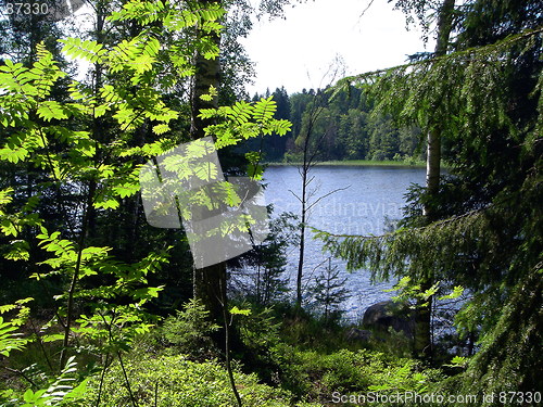 Image of Forest lake in the summer