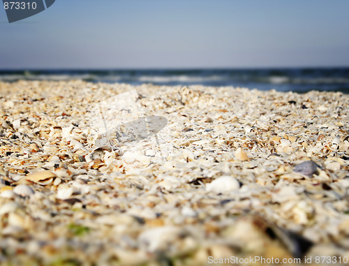 Image of Sand and shells on beach.