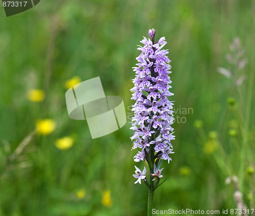 Image of Common Spotted Orchid (Dactylorhiza fuchsii)