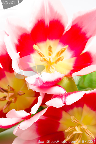 Image of pink tulips