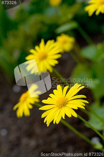 Image of yellow flowers