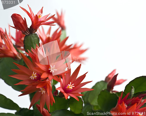 Image of Easter Cactus