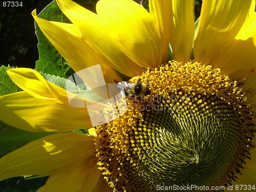 Image of Bumblebee on a sunflower
