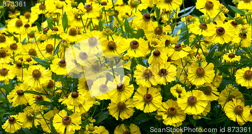 Image of Helenium