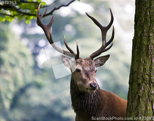 Image of Red Deer Stag (Cervus elaphus)