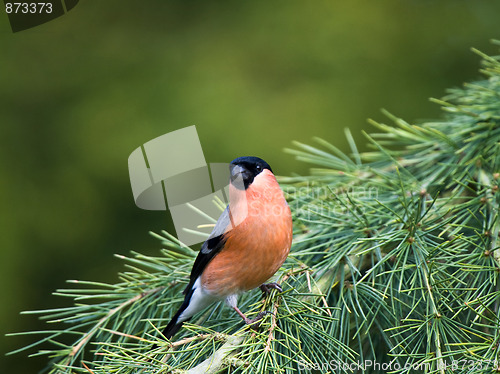 Image of Bullfinch (Pyrrhula pyrrhula)