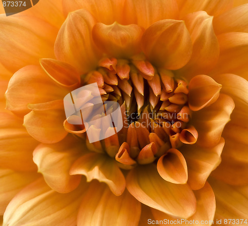 Image of Dahlia