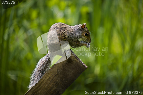 Image of Grey Squirrel (Sciurus carolinensis)