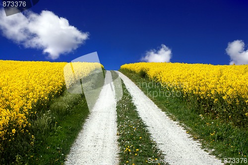 Image of Oilseed Rape Field in Spring