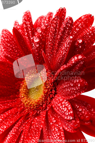 Image of red gerbera 