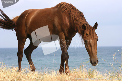 Image of Horse