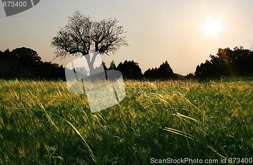 Image of tree in the sunset