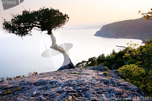 Image of Lonely tree