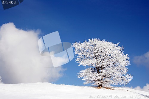 Image of winter landscape