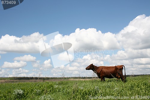 Image of Cows in Summer Landscape