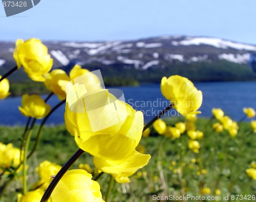 Image of Yellow flowers